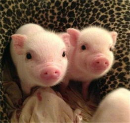 全國驚現(xiàn)首個(gè)豬價(jià)破 12 省份，羊價(jià)走勢(shì)或緊隨其后