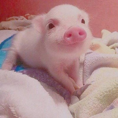 生肖豬與生肖雞 勇往直前，財(cái)星高照，驚喜連連