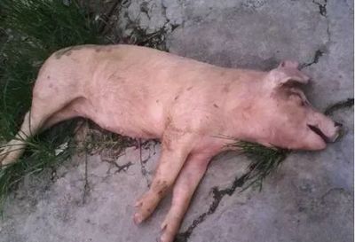 豬只突發(fā)無(wú)征兆死亡的可能病因分析與防控建議